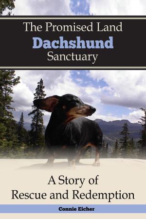 Cover of the book The Promised Land Dachshund Sanctaury by Jay Beasley