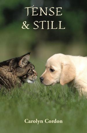 Cover of the book Tense & Still by Sandra Renew