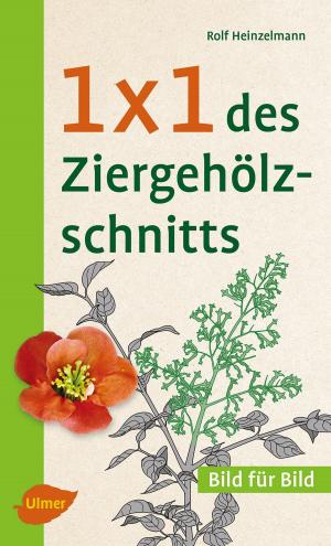 Cover of the book 1 x 1 des Ziergehölzschnitts by Arno Becker, Gerd Götz, Franz Rebholz
