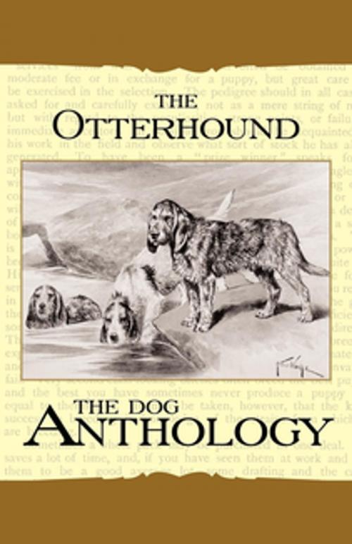 Cover of the book The Otterhound - A Dog Anthology (A Vintage Dog Books Breed Classic) by Various, Read Books Ltd.