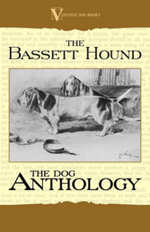 Cover of the book The Basset Hound - A Dog Anthology (A Vintage Dog Books Breed Classic) by Various, Read Books Ltd.