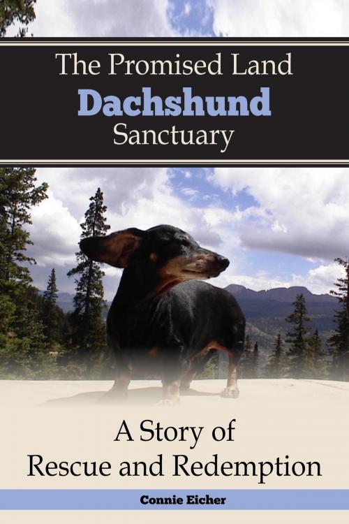 Cover of the book The Promised Land Dachshund Sanctaury by Connie Jean Eicher, Gatekeeper Press