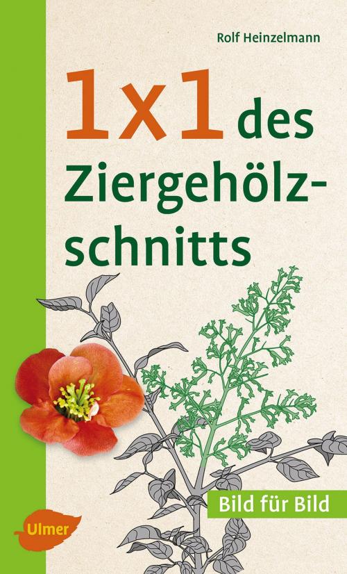 Cover of the book 1 x 1 des Ziergehölzschnitts by Rolf Heinzelmann, Verlag Eugen Ulmer