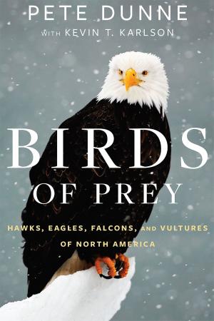 Cover of the book Birds of Prey by Andrew Clements