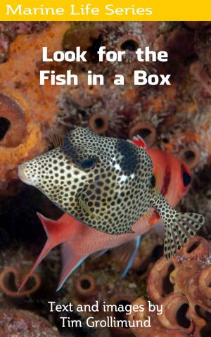 Book cover of Look for the Fish in a Box