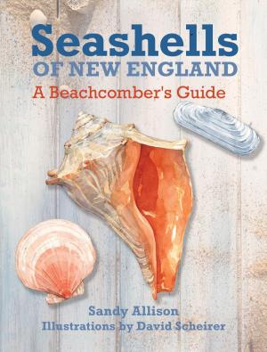 Book cover of Seashells of New England