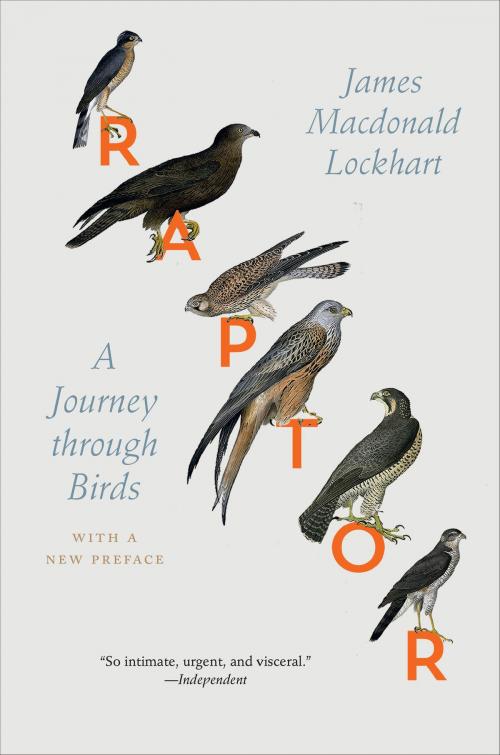 Cover of the book Raptor by James Macdonald Lockhart, James Macdonald Lockhart, University of Chicago Press