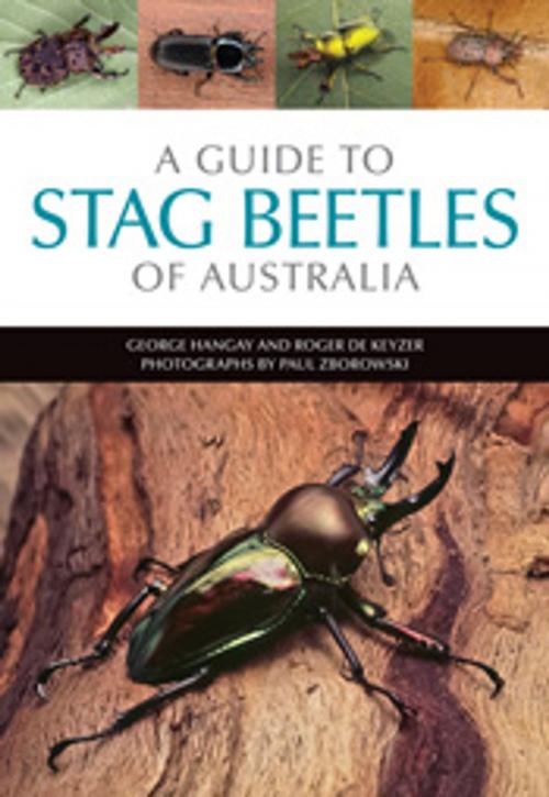 Cover of the book A Guide to Stag Beetles of Australia by George Hangay, Roger de Keyzer, CSIRO PUBLISHING