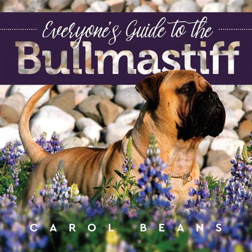 Cover of the book Everyone's Guide to the Bullmastiff by Carol Beans, Revodana Publishing