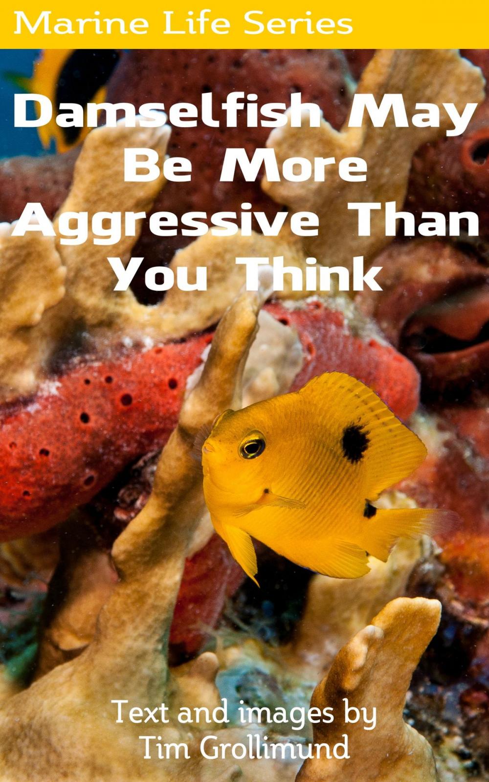 Big bigCover of Damselfish May Be More Aggressive Than You Think