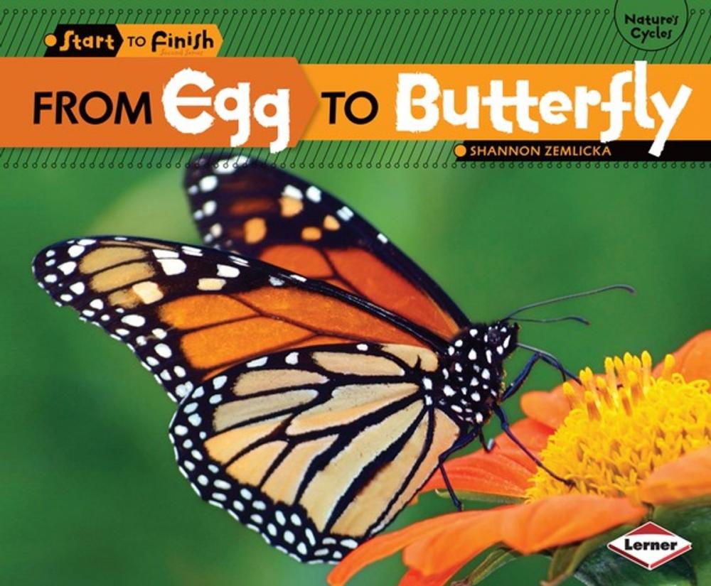 Big bigCover of From Egg to Butterfly
