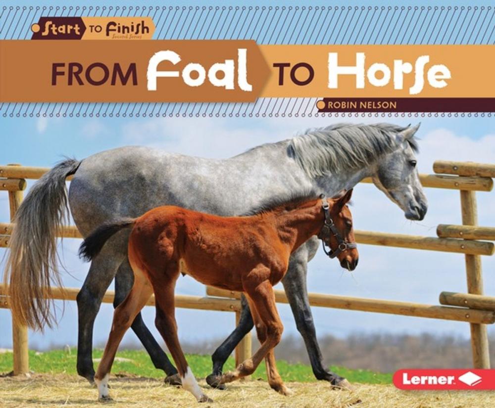 Big bigCover of From Foal to Horse