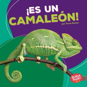 Cover of the book ¡Es un camaleón! (It's a Chameleon!) by Buffy Silverman