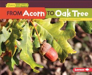 bigCover of the book From Acorn to Oak Tree by 