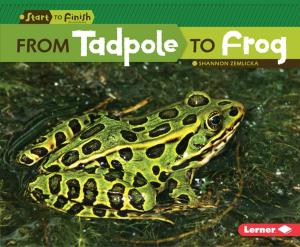 Cover of the book From Tadpole to Frog by Jenny Fretland VanVoorst