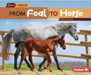 Cover of the book From Foal to Horse by Janet Piehl