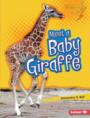 Book cover of Meet a Baby Giraffe