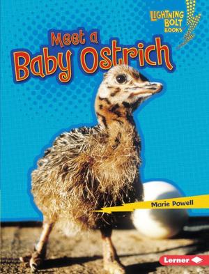 Cover of the book Meet a Baby Ostrich by Ellen Fischer, Tilda Balsley