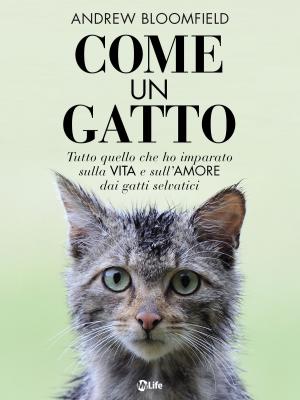Cover of the book Come un Gatto by Doreen Virtue, Jenny Ross