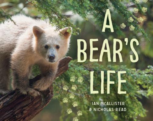 Cover of the book A Bear's Life by Ian McAllister, Nicholas Read, Orca Book Publishers