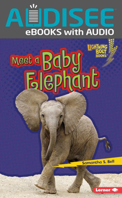 Cover of the book Meet a Baby Elephant by Samantha S. Bell, Lerner Publishing Group