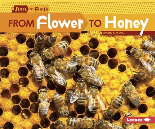 Cover of the book From Flower to Honey by Robin Nelson, Lerner Publishing Group