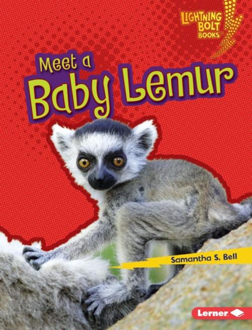 Cover of the book Meet a Baby Lemur by Samantha S. Bell, Lerner Publishing Group