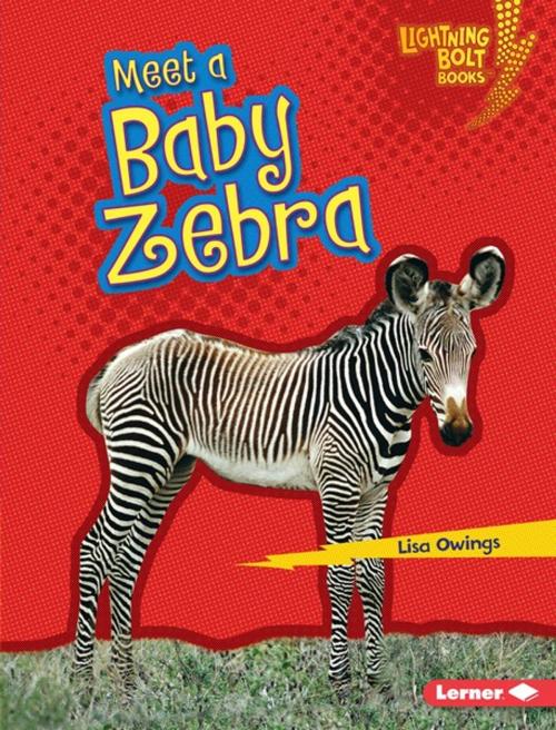 Cover of the book Meet a Baby Zebra by Lisa Owings, Lerner Publishing Group