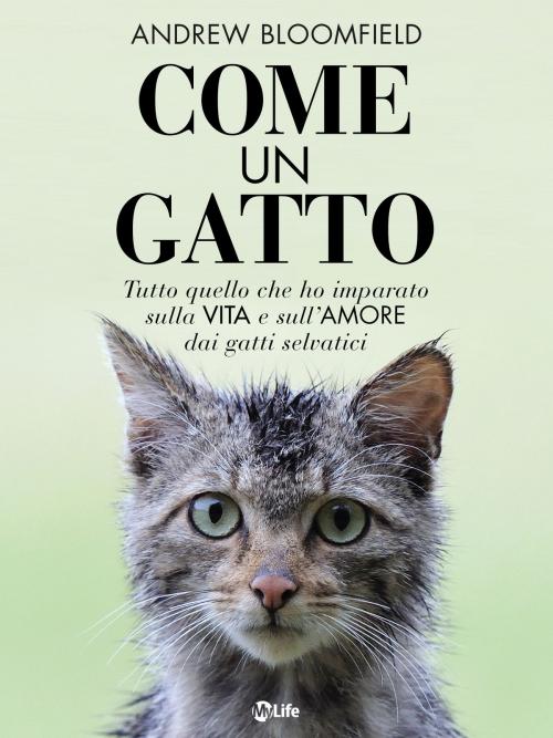 Cover of the book Come un Gatto by Andrew Bloomfield, mylife