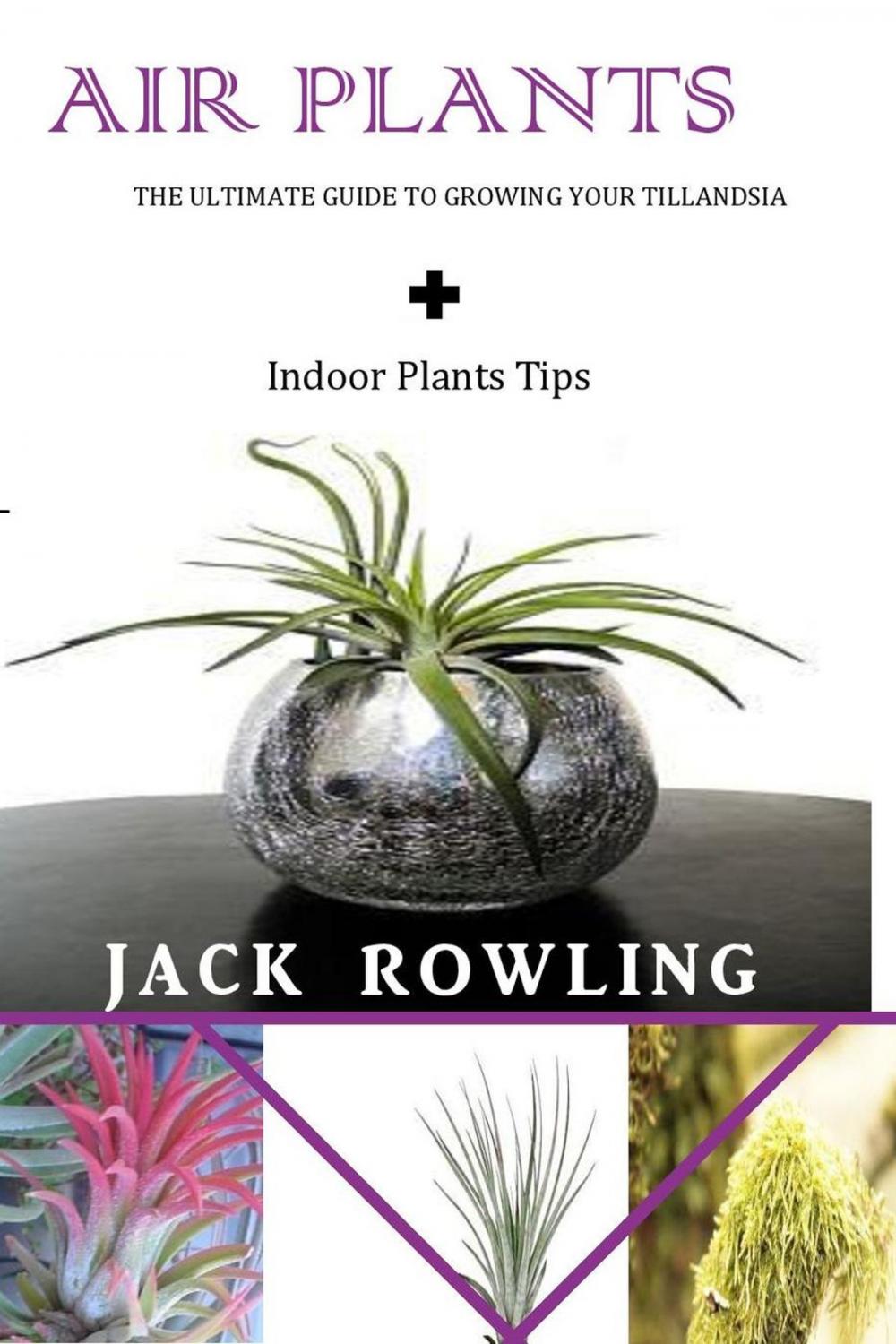 Big bigCover of Air Plants: the Ultimate Guide to Growing Your Tillandsia + Indoor Plants Tips