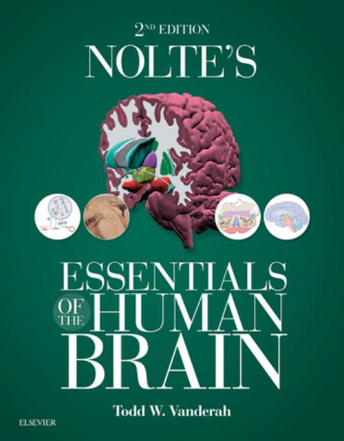 Cover of the book Nolte's Essentials of the Human Brain E-Book by Todd Vanderah, PhD, Elsevier Health Sciences