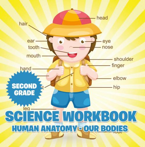 Cover of the book Second Grade Science Workbook: Human Anatomy - Our Bodies by Baby Professor, Speedy Publishing LLC