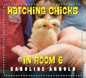Cover of the book Hatching Chicks in Room 6 by Larit Levy
