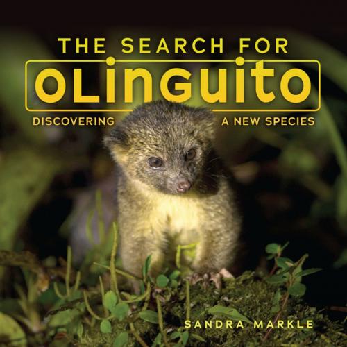 Cover of the book The Search for Olinguito by Sandra Markle, Lerner Publishing Group