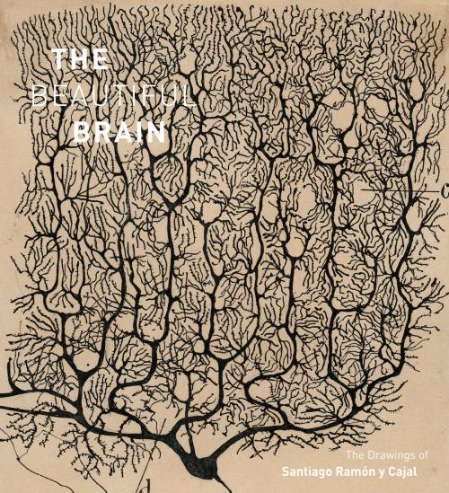 Cover of the book The Beautiful Brain by Larry W. Swanson, Eric Newman, Alfonso Araque, ABRAMS
