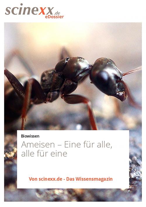 Cover of the book Ameisen by Dieter Lohmann, YOUPublish