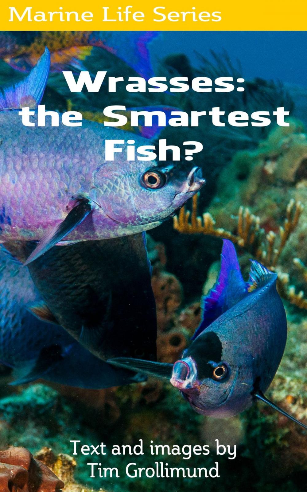 Big bigCover of Wrasses: the Smartest Fish?