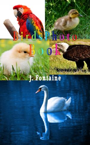 Book cover of Birds Photo Book