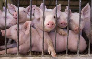 Book cover of “PIG FARMING GUIDE” HOW TO START A LUCRATIVE PIG FARMING BUSINESS (COMPREHENSIVE GUIDE)