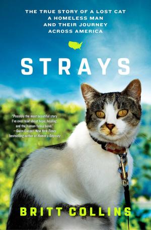 Cover of the book Strays by Indu Sundaresan