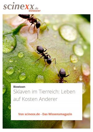 Cover of the book Sklaven im Tierreich by Dieter Lohmann