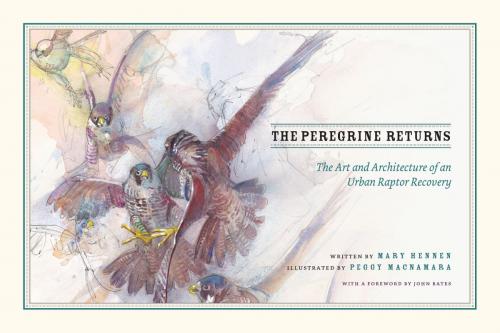 Cover of the book The Peregrine Returns by Mary Hennen, University of Chicago Press