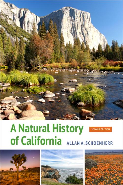 Cover of the book A Natural History of California by Allan A. Schoenherr, University of California Press