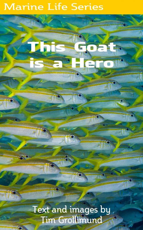 Cover of the book This Goat Is a Hero by Tim Grollimund, Tim Grollimund