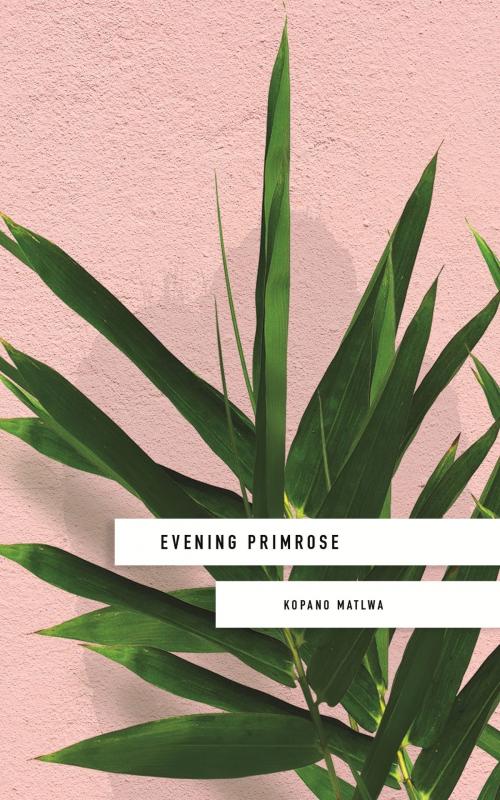 Cover of the book Evening Primrose: a heart-wrenching novel for our times by Kopano Matlwa, Hodder & Stoughton