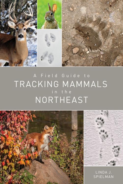 Cover of the book A Field Guide to Tracking Mammals in the Northeast by Linda J. Spielman, Countryman Press