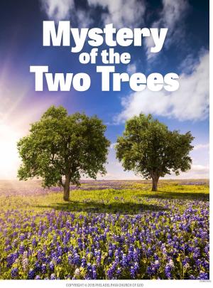 Cover of the book Mystery of the Two Trees by Shane Idleman