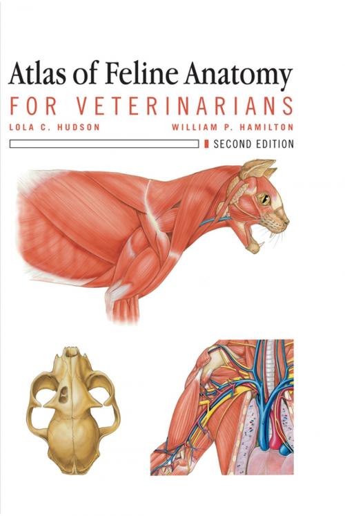 Cover of the book Atlas of Feline Anatomy For Veterinarians by Lola Hudson, William Hamilton, Teton NewMedia