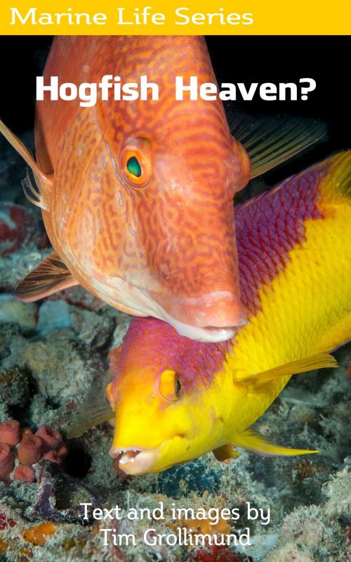Cover of the book Hogfish Heaven? by Tim Grollimund, Tim Grollimund