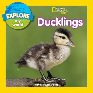 Cover of the book Explore My World: Ducklings by Brady Barr, Kathleen Weidner Zoehfeld